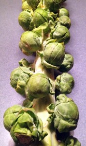 brussel sprout stalk